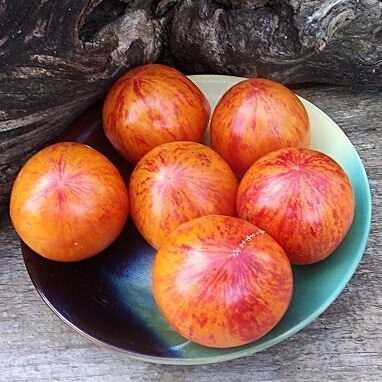 Karpatu pērles (Карпатські перлини) 